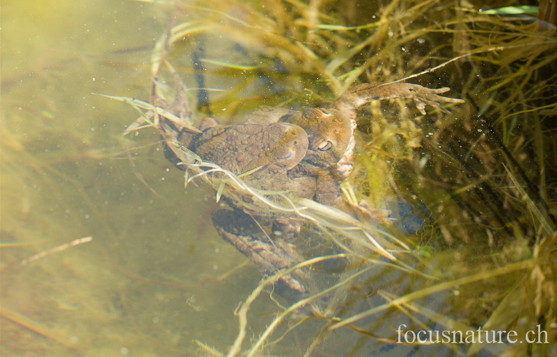 Crapaud commun 9751.jpg - Accouplement de crapauds communs, dans notre grand étang  (Ermitage, Genève, Suisse, mars 2012)